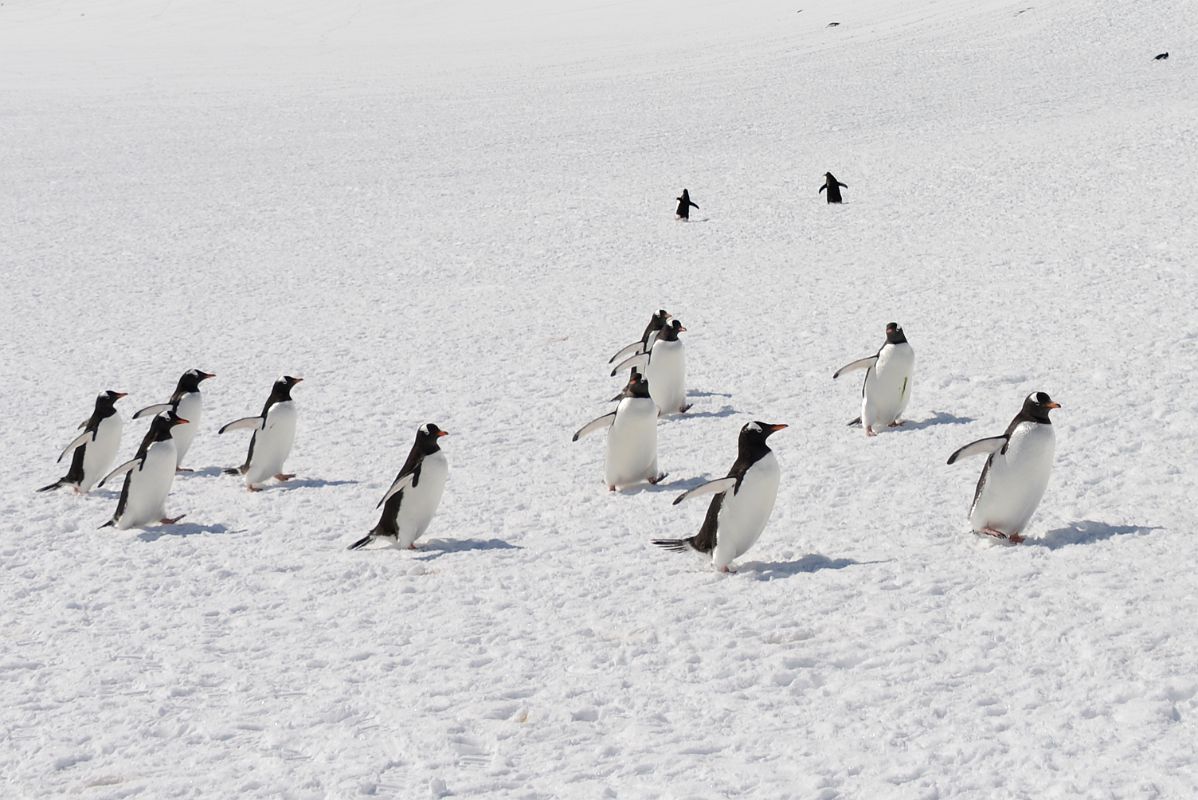 23A Gentoo Penguins Walking Quickly On Cuverville Island On Quark Expeditions Antarctica Cruise